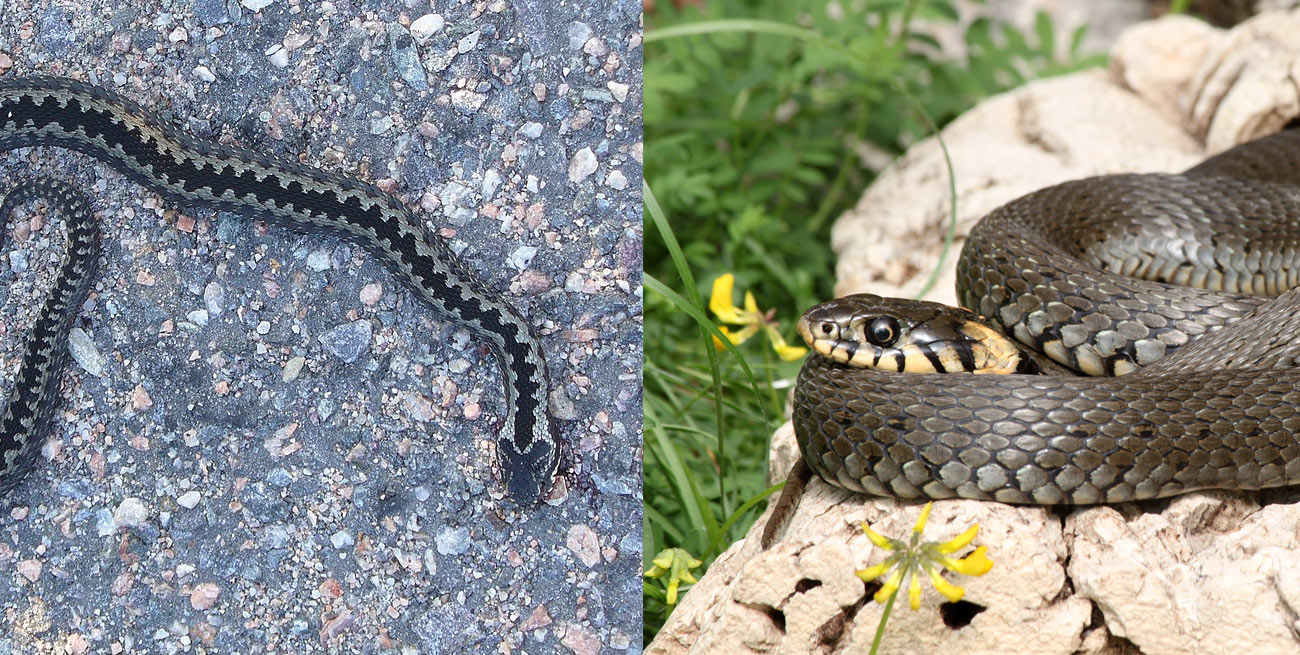 Pierwsza pomoc. Ukąszenie przez żmiję.